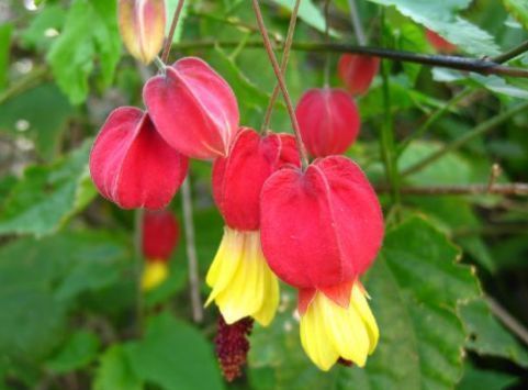 蔓性风铃花蔓性风铃花|这款花，好养易爆盆，花开娇丽轻盈，绚丽多姿，养在客厅美极了