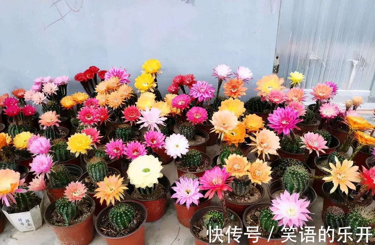 积水|适合“干养”的11种花，天冷更加要控水，不然难过冬