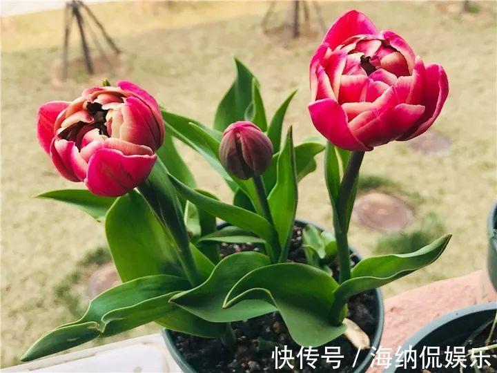 枝条|急性子养的6种花，长的快、爆花多，1盆能开大半年！