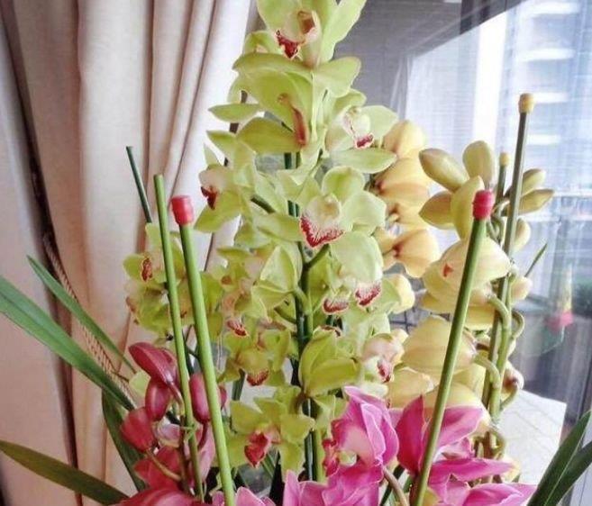 大花蕙兰|比香水还好闻的“3种花”,个个美出状态,花朵迷人,阵阵花香