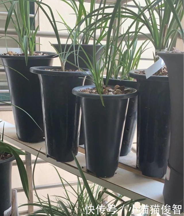 5种花盆养花,怪不得都死了,全是样子货