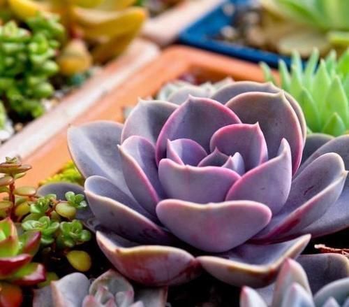 紫珍珠|听名字很贵的5种多肉,其实都是漂亮的大普货,养过的花友都说好
