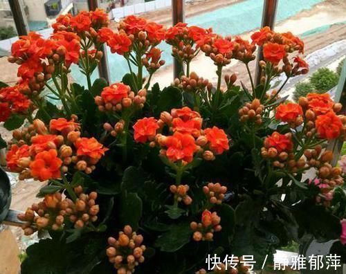 养长寿花，想要开花爆盆，“修剪”不能少，做好一次能开千朵花