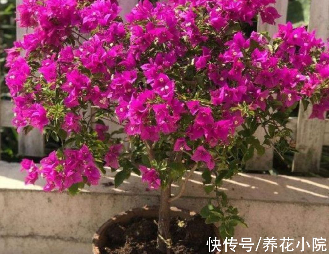 沙漠玫瑰|3种花，耐干旱又好养，一年开花好多次