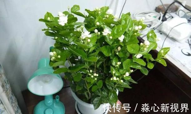 植株|栀子、茉莉不开花这么一处理,花苞“嗖嗖冒”,花朵洁白、芳香