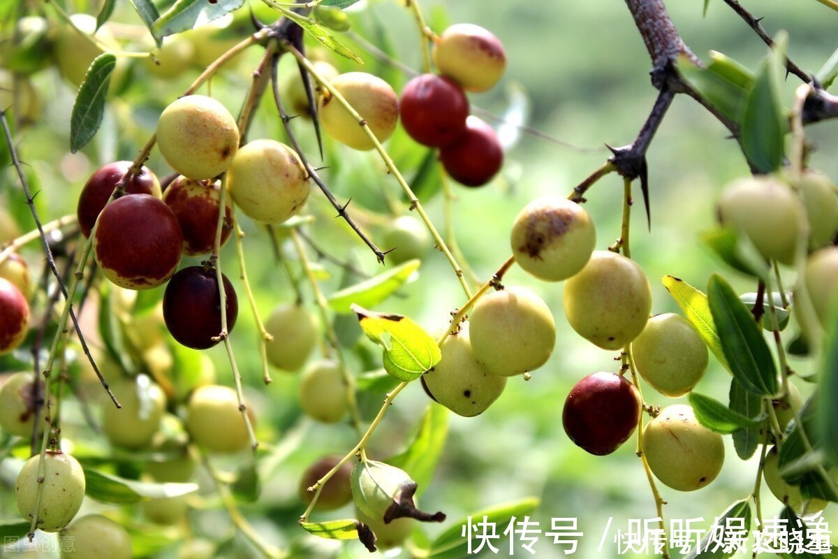 失眠|以前烂在地里没人要,因调失眠如今争相寻找,摇身一变成名贵药材