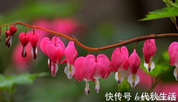 花朵|家里要养4种花,开花吉祥又喜庆,随手一养就“爆盆”!