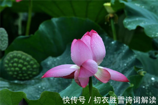 芙蓉塘|雷雨荷花两首，李商隐的忧郁惆怅，欧阳修的清丽动人，都是相思