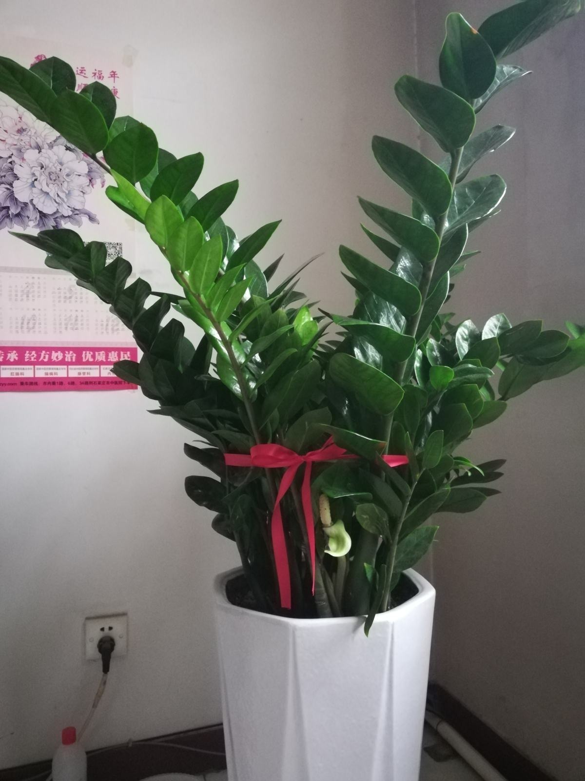 过年不知道买什么花,3种类型随便挑,好养寓意也好