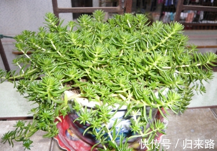 怕多肉冬季休眠该怎么办?盆栽这6样,耐寒好养,天冷不受影响