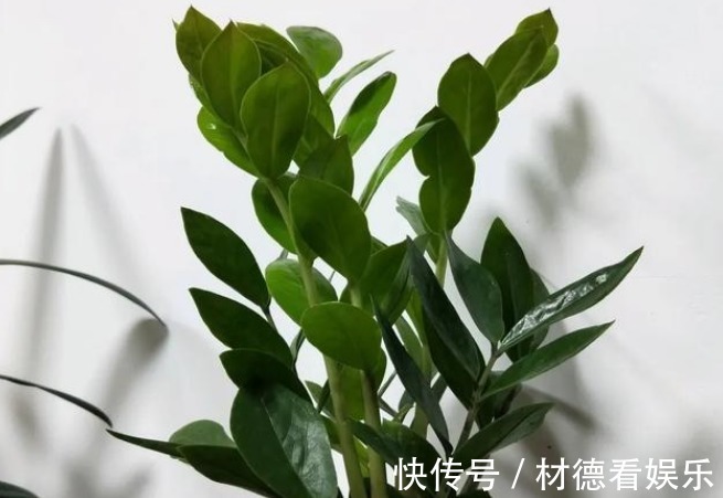 发财树|4种让邻家亲戚都羡慕的花，一旦养好财运连连，尤其是第二种！