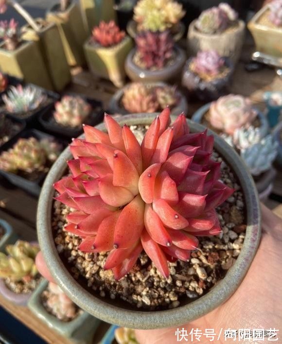 你买多肉总是小心翼翼，问东问西，没成想，收到的多肉依然养不好