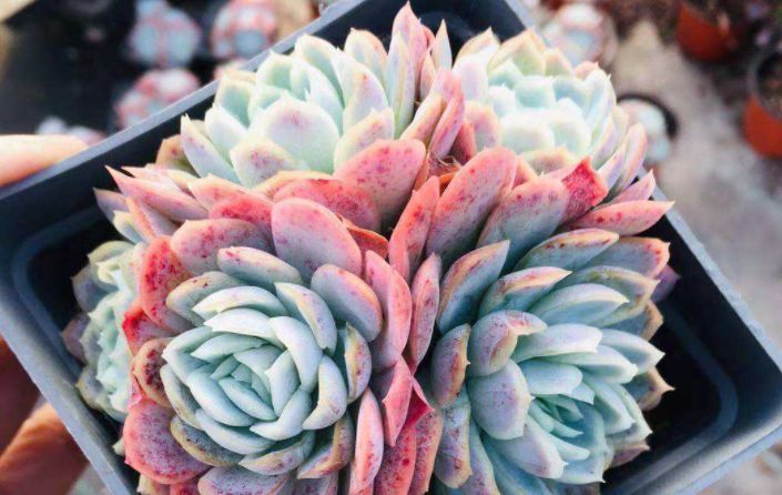 贝瑞|冰梅和双子贝瑞,一直分不清的2种多肉,养过才知道起码有4点区别