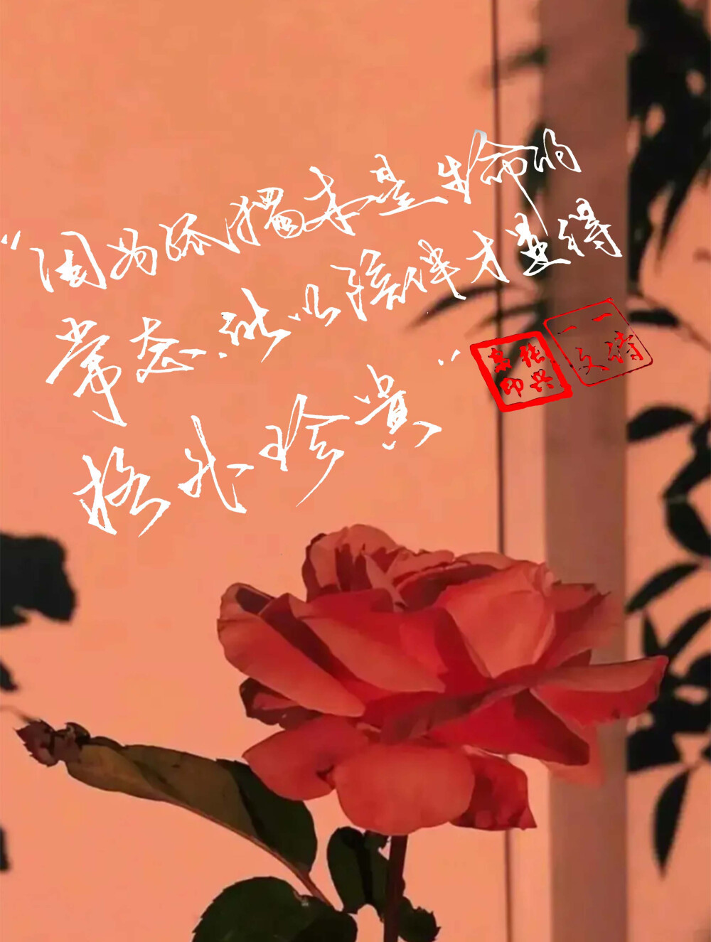 糖果罐@这场相遇真是一个奇迹,就像撒哈拉长满玫瑰,我恰好遇到你