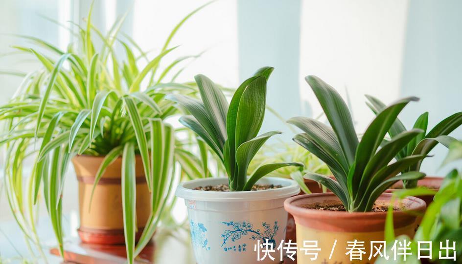 养花|奉劝新人朋友：密封发酵植料，加些它们，养花效果更好！