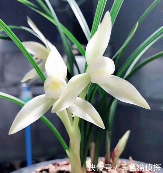 它是兰花界的“活香水”，花开之后香飘满院，通体雪白，花姿高雅