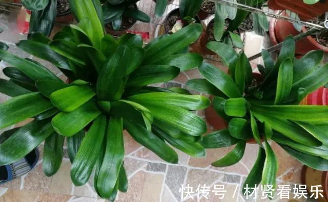 花友|君子兰、绿萝秋天“砍一刀”,呼呼冒出8个芽,赚了!