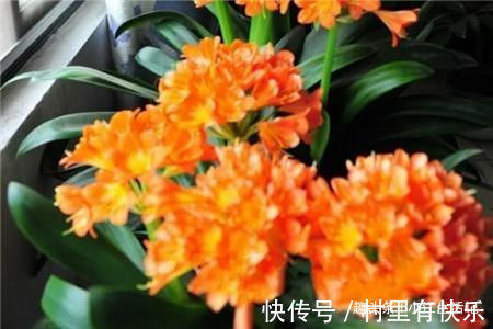 君子兰催花有技巧，啤酒加点“它”，花苞连着开，30天都不落！