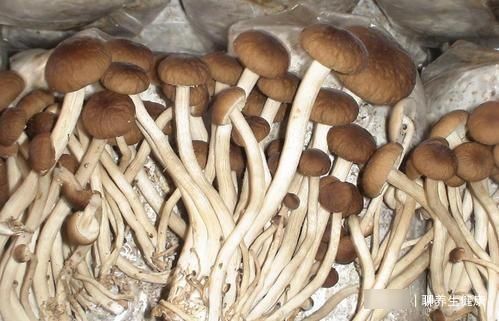 激素|乳腺健康与饮食有关吗？有人说不能吃鸡肉，究竟有没有道理？