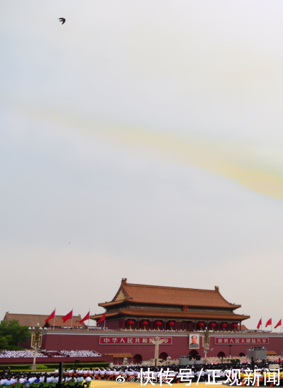 北京市野生动物救护中心|庆祝大会广场上空的“编外空中梯队”是怎么回事？原来是雨燕