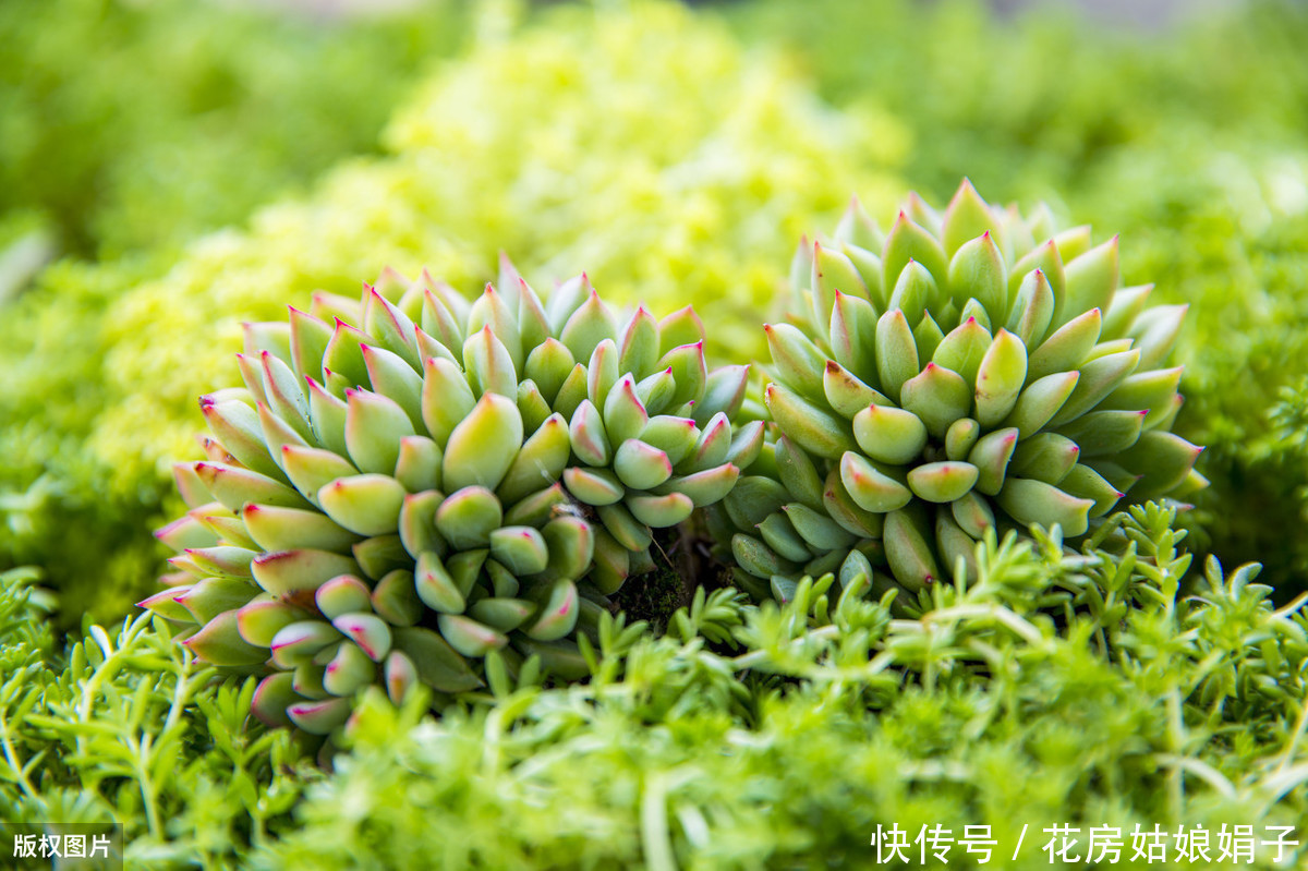 养殖|多肉的专业术语有哪些?学会这些多肉术语,你也可以小装一下