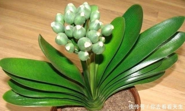 君子兰喜肥|教你一招让君子兰蹭蹭长，一年长两三对叶子！