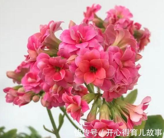 入冬之后，适合养这几种花，花开红艳，在冷都不怕，而且超级好养