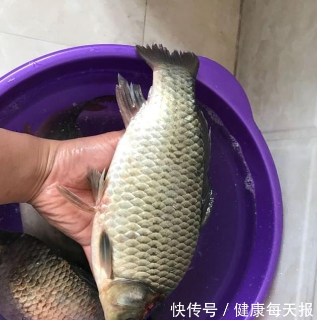 为啥|你泡的酒米为啥不上鱼不搞定这些细节,大板鲫是不会咬钩的