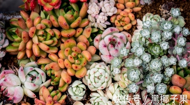 散光|多肉娇气不长个,根系裁一半“断水”一周,重新缀化,憋成小老桩