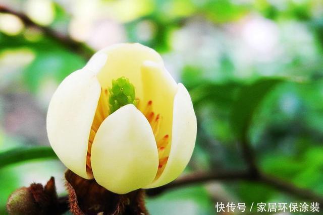 含笑花|这花只开一半花，香味却能飘老远，养在家里闻花香