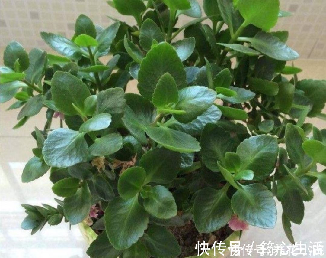 休眠|长寿花已在“休眠中”，现在就怕4件事，别去打扰它