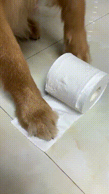 |搞笑GIF趣图:主人不让拆房子,我只能玩点廉价的了