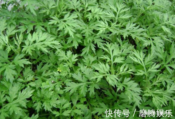 蛇莓|小时候常见又叫不上名的植物,终于知道叫啥了,太全了