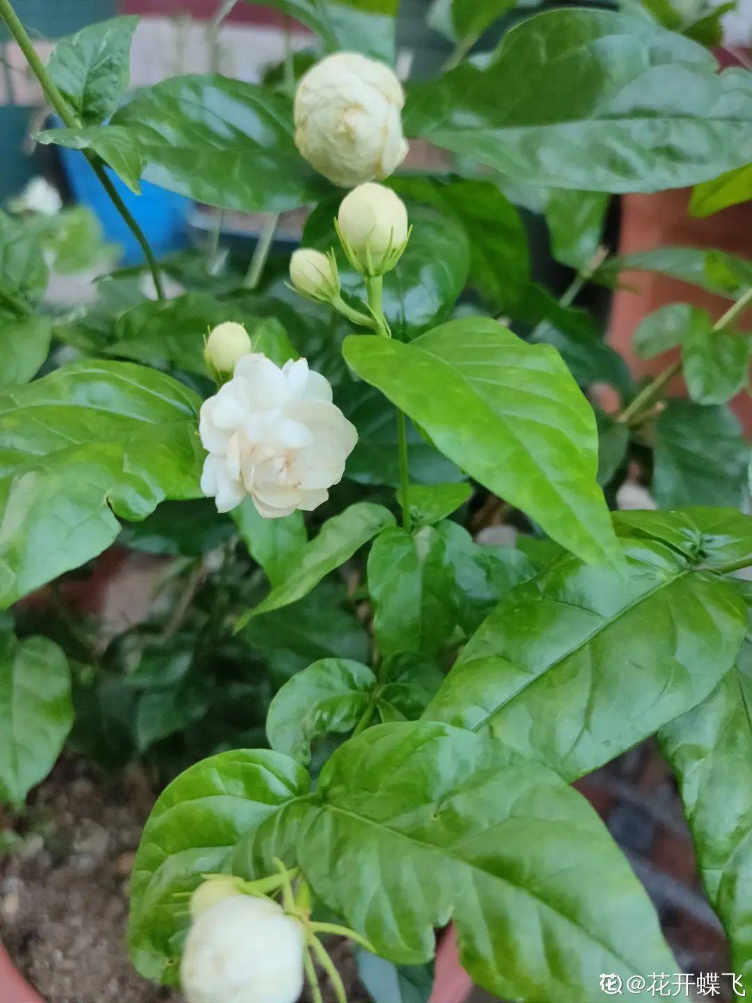 花盆里埋一捆电线,竟然再也不黄叶,花还蹭蹭开爆!