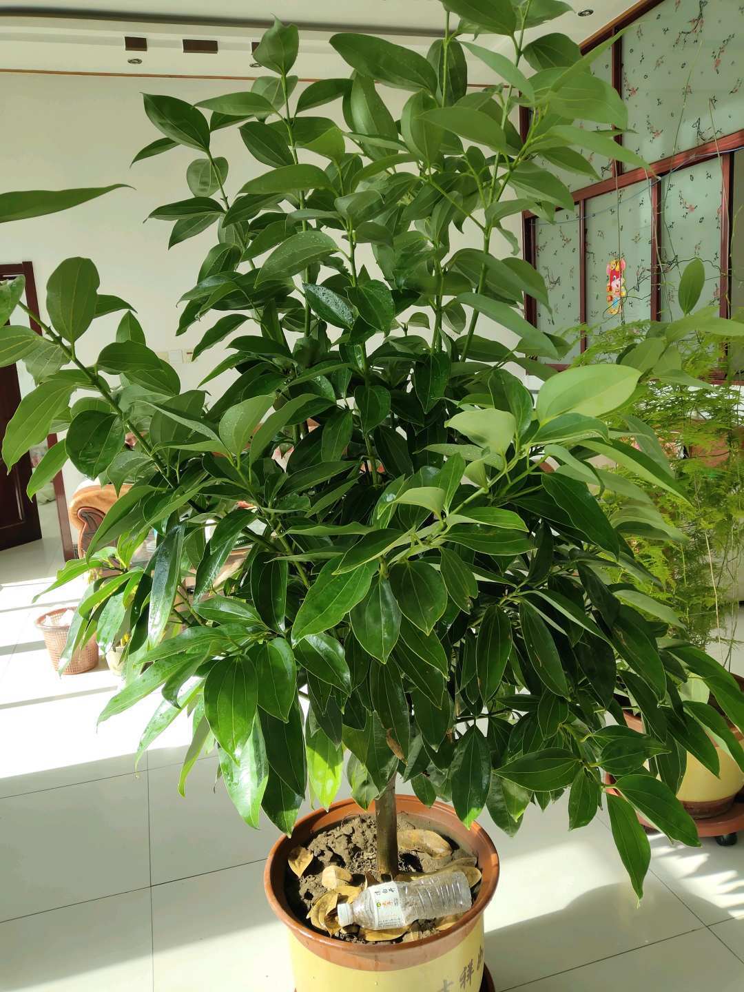 空气|这6种花，是净化空气的小能手，为了健康，家里一定要放一盆