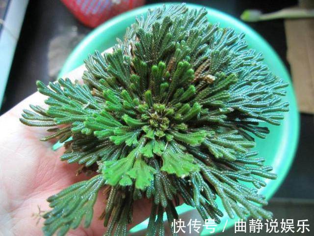 泡水|干枯的九死还魂草泡水里，又活了，这你都养不活就真的啥也别养了