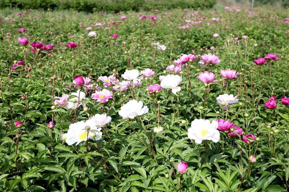 芍药|五月宜君风光美 看芍药花开浪漫