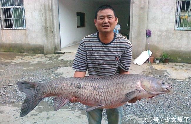 青鱼石竟是青鱼的软骨价值不算贵用途却不少,取出后该如何处理