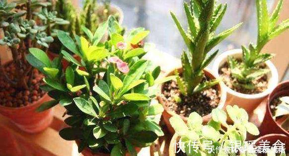 散尾葵|这3种花是“吸氧精”,可别养在卧室,争分夺秒的和你抢氧气