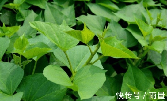 野菜|农村有些少见的野菜,能防治咳喘、高血压、烦渴、失眠等症