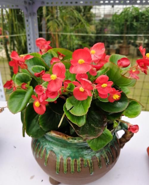  能养|适合新手养的4种花，栽培不难，开花美丽，香气浓郁，北方也能养