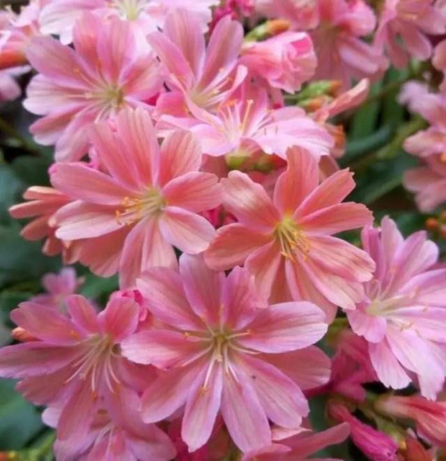 这花像长寿花一样好养，全年不间断的开花，太美了