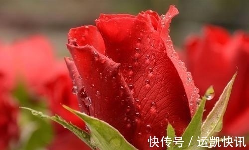 桃花|近期，缘分交织不停，桃花开满枝头，转角邂逅真爱的4大星座