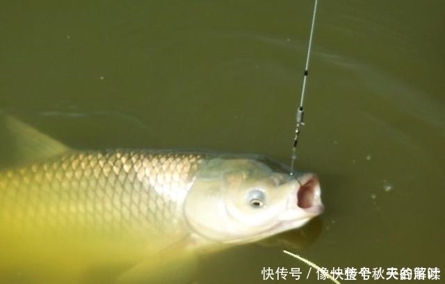 鱼儿|失手绳如何遛大鱼老钓友只用这3招应对,新手一看就会,莫忽视