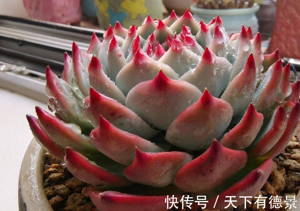 阳台党|阳台养多肉不能错过5款莲座型的品种,与价钱无关,就是很适合