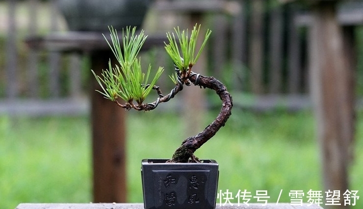 6种高端松树盆景，日本品种占一半，最后1个却是中国一级保护植物