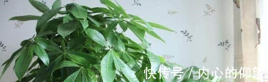 文竹、发财树,用这“水”养一养,一窜2米高,再也不黄叶!