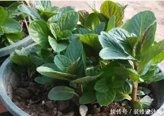 阳台上|这六种花不怕热不怕冷,特别好养活,每年都开花挤爆盆了