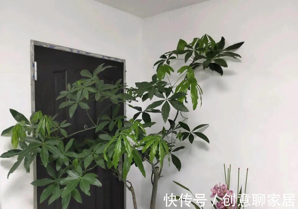 富贵竹|这七种植物天生就是富贵命，家里养一盆，招财纳福