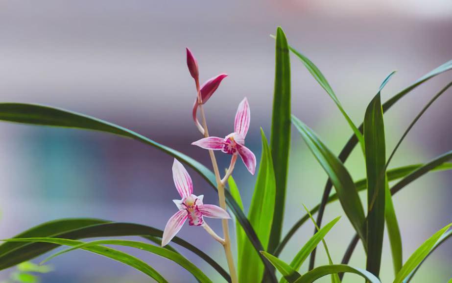 深秋后管理兰花,做对几点很关键,做不对兰花很难开花